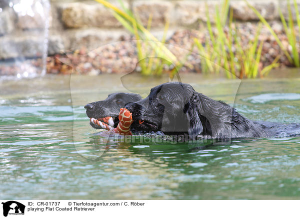 playing Flat Coated Retriever / CR-01737