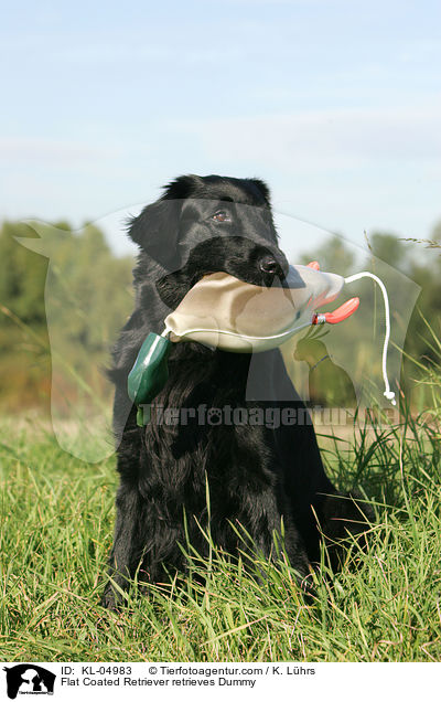 Flat Coated Retriever retrieves Dummy / KL-04983