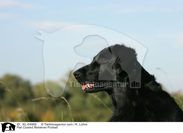 Flat Coated Retriever Portrait / KL-04988