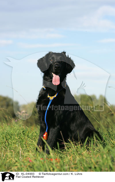 Flat Coated Retriever / KL-04993