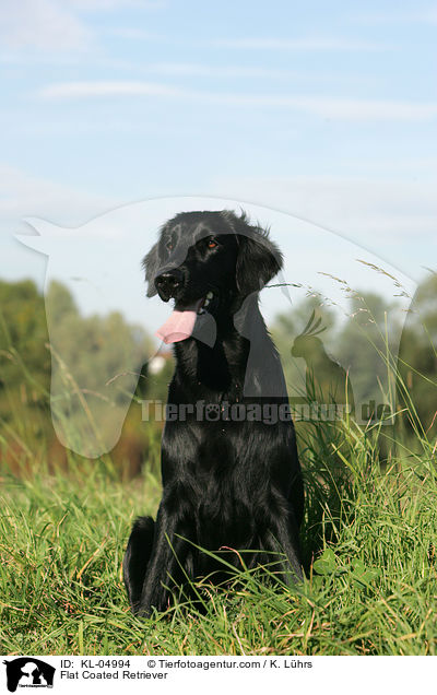 Flat Coated Retriever / KL-04994