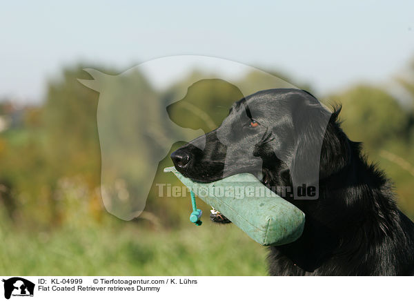 Flat Coated Retriever retrieves Dummy / KL-04999