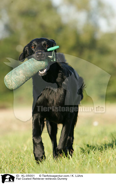 Flat Coated Retriever retrieves Dummy / KL-05001
