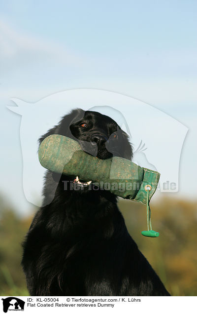 Flat Coated Retriever retrieves Dummy / KL-05004
