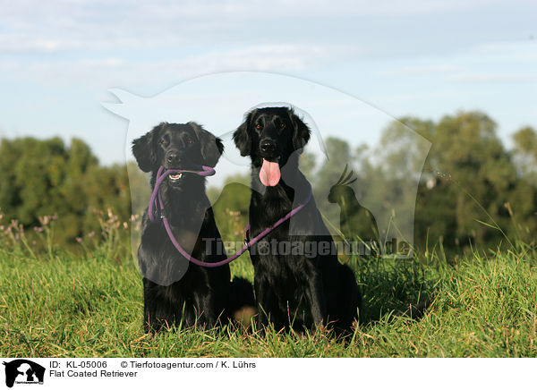 Flat Coated Retriever / KL-05006