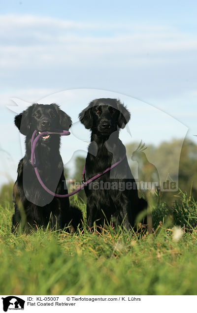 Flat Coated Retriever / KL-05007