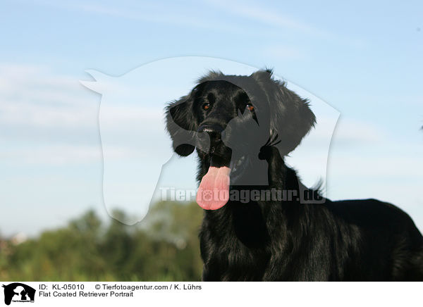Flat Coated Retriever Portrait / KL-05010