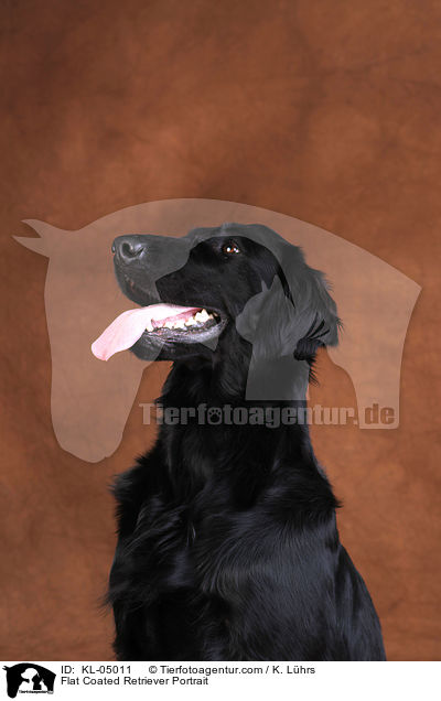 Flat Coated Retriever Portrait / KL-05011