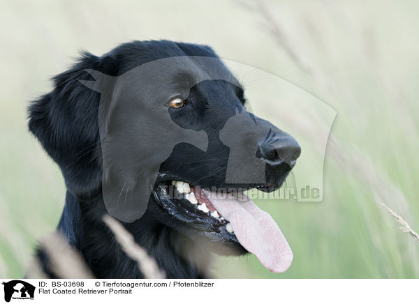 Flat Coated Retriever Portrait / BS-03698