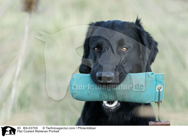Flat Coated Retriever Portrait / BS-03700