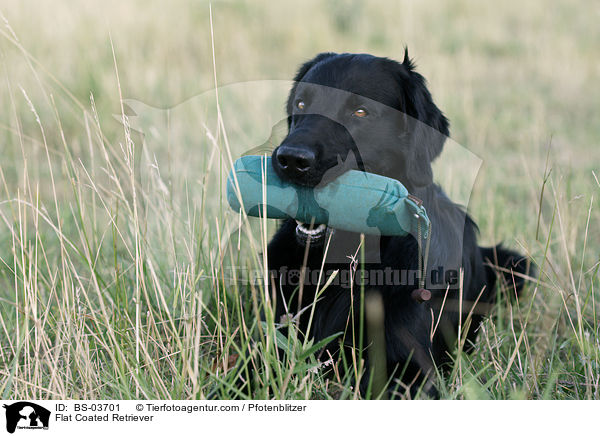 Flat Coated Retriever / BS-03701