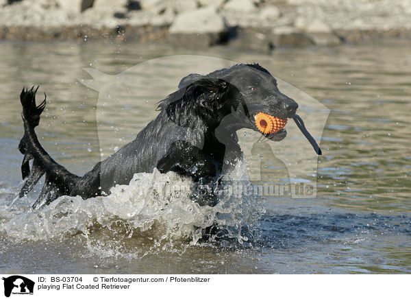 playing Flat Coated Retriever / BS-03704