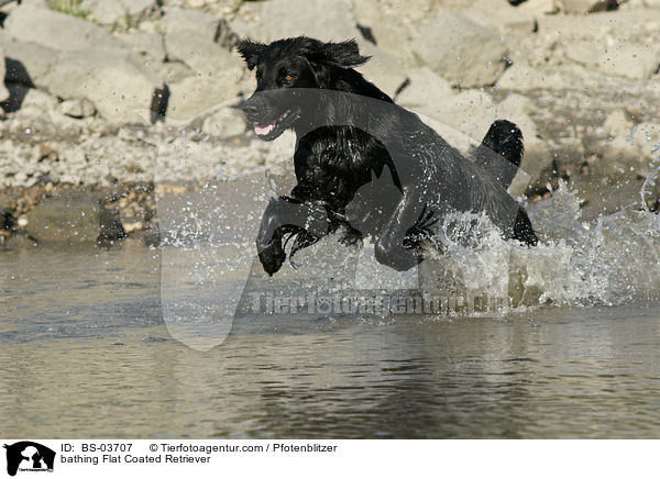 bathing Flat Coated Retriever / BS-03707