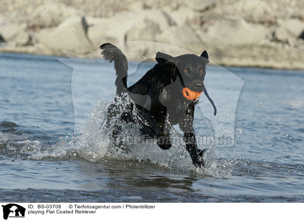 playing Flat Coated Retriever / BS-03708