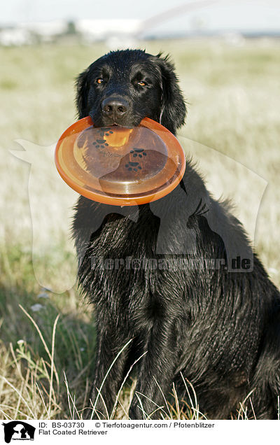 Flat Coated Retriever / BS-03730