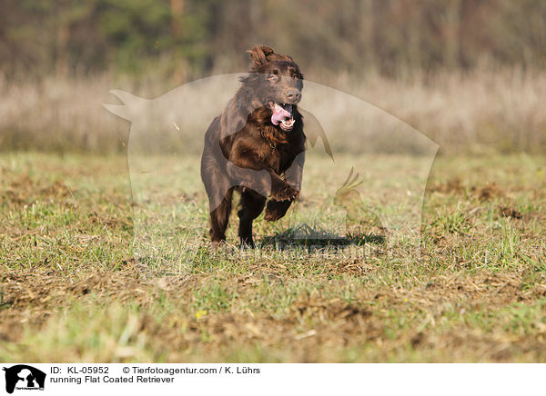 running Flat Coated Retriever / KL-05952