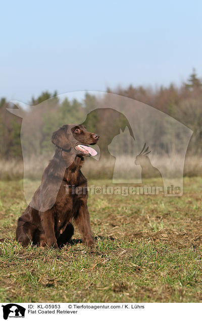 Flat Coated Retriever / KL-05953