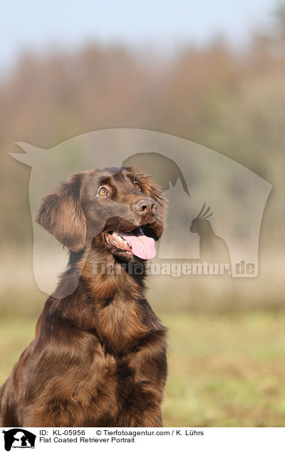 Flat Coated Retriever Portrait / KL-05956