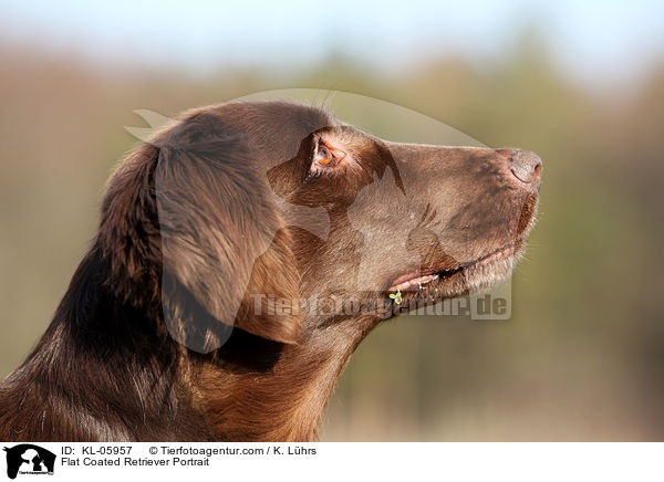 Flat Coated Retriever Portrait / KL-05957
