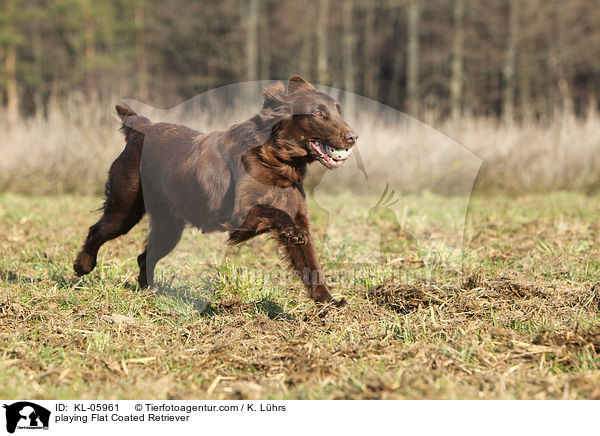 playing Flat Coated Retriever / KL-05961