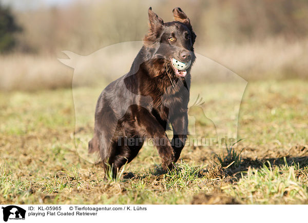 playing Flat Coated Retriever / KL-05965