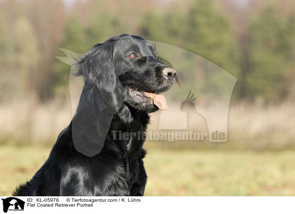 Flat Coated Retriever Portrait / KL-05978