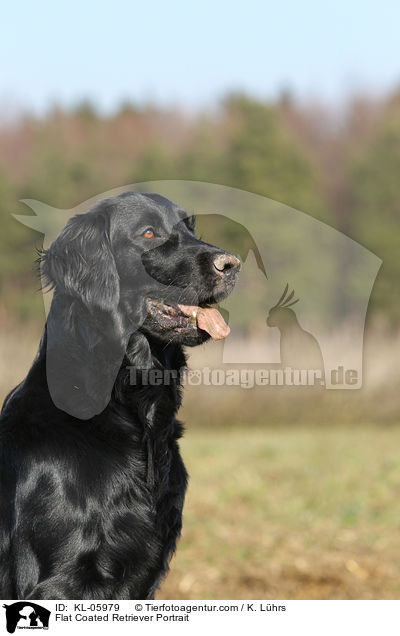 Flat Coated Retriever Portrait / KL-05979
