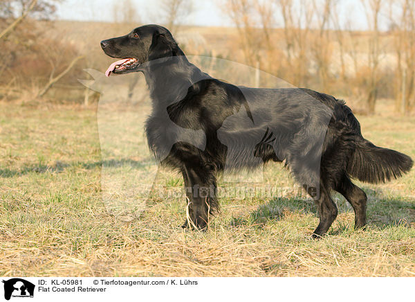 Flat Coated Retriever / KL-05981