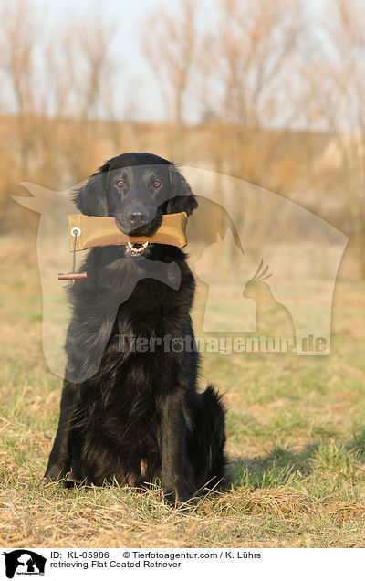retrieving Flat Coated Retriever / KL-05986