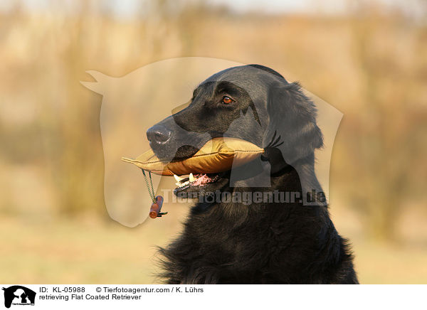 retrieving Flat Coated Retriever / KL-05988