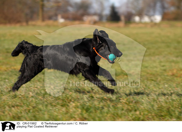 playing Flat Coated Retriever / CR-01982