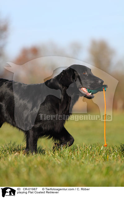 playing Flat Coated Retriever / CR-01987
