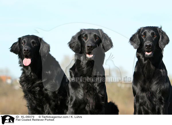 Flat Coated Retriever Portrait / KL-06079