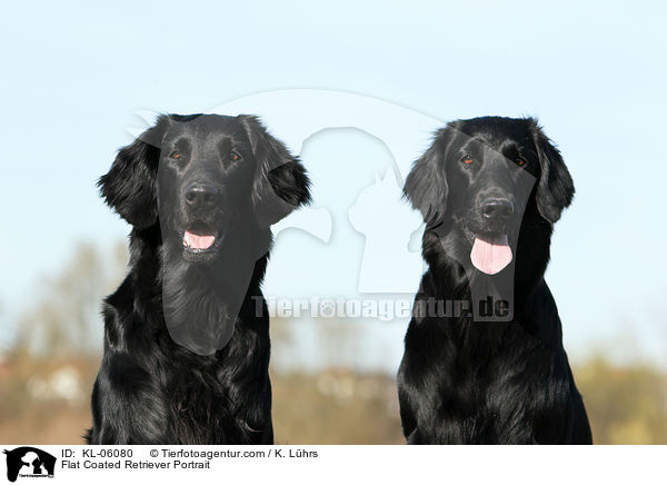 Flat Coated Retriever Portrait / KL-06080