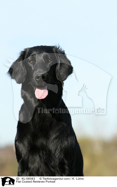 Flat Coated Retriever Portrait / KL-06083