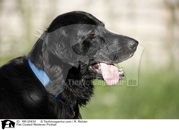Flat Coated Retriever Portrait / RR-35830