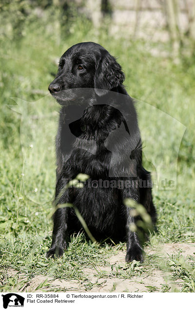 Flat Coated Retriever / RR-35884