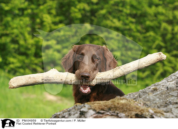 Flat Coated Retriever Portrait / PM-04959