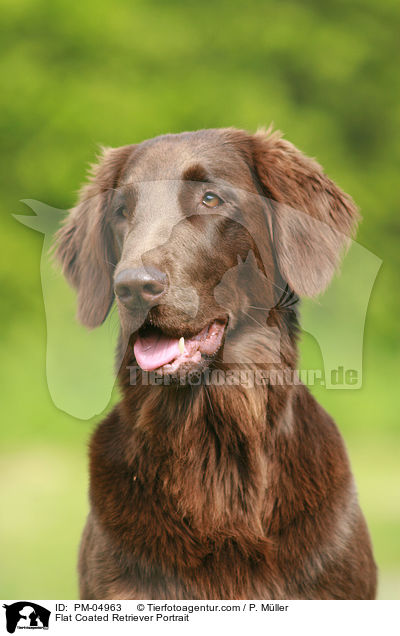 Flat Coated Retriever Portrait / PM-04963