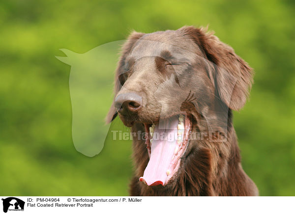 Flat Coated Retriever Portrait / PM-04964