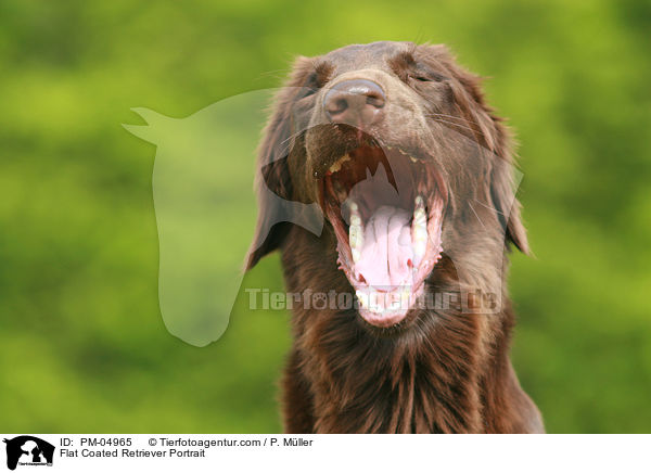 Flat Coated Retriever Portrait / PM-04965