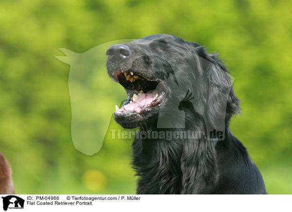 Flat Coated Retriever Portrait / PM-04966