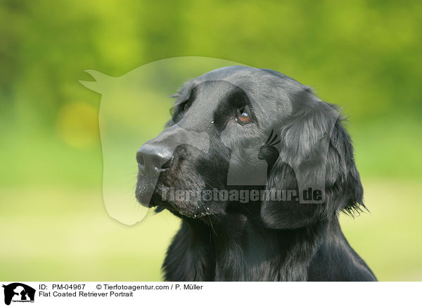 Flat Coated Retriever Portrait / PM-04967