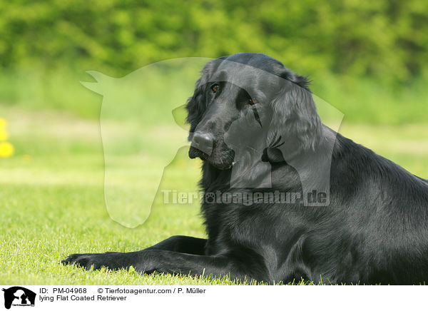 lying Flat Coated Retriever / PM-04968