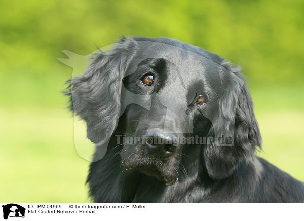 Flat Coated Retriever Portrait / PM-04969