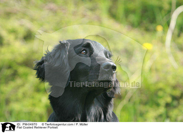 Flat Coated Retriever Portrait / PM-04970
