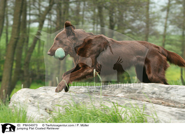 jumping Flat Coated Retriever / PM-04973