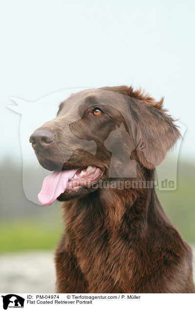 Flat Coated Retriever Portrait / PM-04974