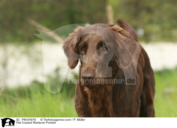 Flat Coated Retriever Portrait / PM-04978