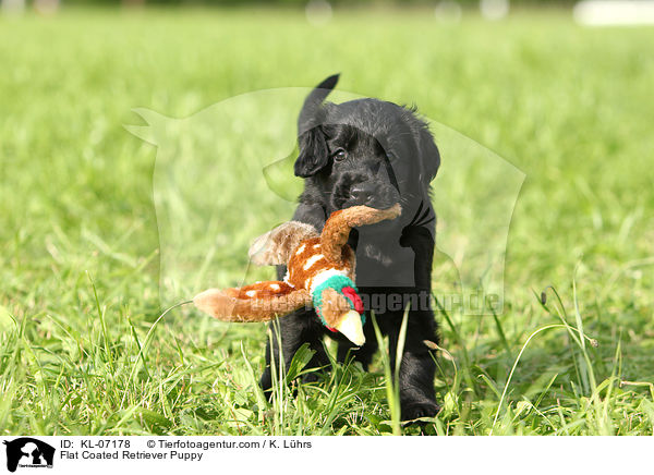 Flat Coated Retriever Welpe / Flat Coated Retriever Puppy / KL-07178